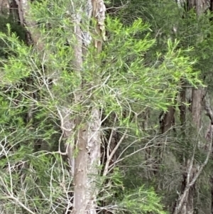 Melaleuca ericifolia at Vincentia, NSW - 4 Oct 2023 09:12 AM