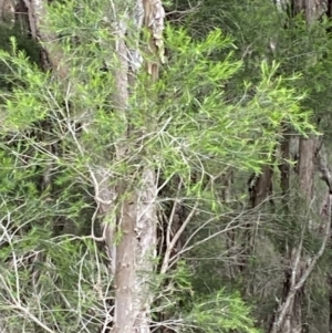 Melaleuca ericifolia at Vincentia, NSW - 4 Oct 2023