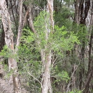 Melaleuca ericifolia at Vincentia, NSW - 4 Oct 2023