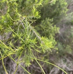 Melaleuca ericifolia at Vincentia, NSW - 4 Oct 2023