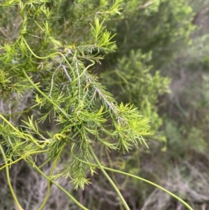 Melaleuca ericifolia at Vincentia, NSW - 4 Oct 2023