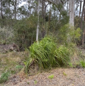 Gahnia clarkei at Vincentia, NSW - 4 Oct 2023 09:11 AM