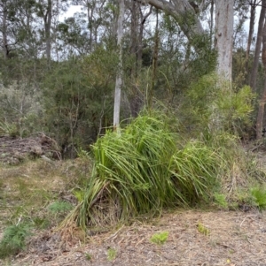 Gahnia clarkei at Vincentia, NSW - 4 Oct 2023