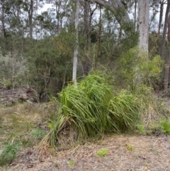 Gahnia clarkei (Tall Saw Sedge) at Vincentia, NSW - 3 Oct 2023 by Tapirlord