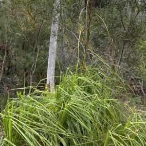 Gahnia clarkei at Vincentia, NSW - 4 Oct 2023 09:11 AM