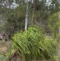 Gahnia clarkei at Vincentia, NSW - 4 Oct 2023