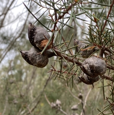 Hakea sericea (Needlebush) at Vincentia, NSW - 4 Oct 2023 by Tapirlord
