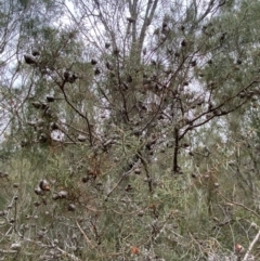 Hakea sericea at Vincentia, NSW - 4 Oct 2023 08:55 AM