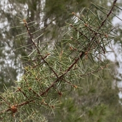 Hakea sericea at Vincentia, NSW - 4 Oct 2023 08:55 AM