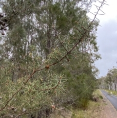 Hakea sericea at Vincentia, NSW - 4 Oct 2023 08:55 AM