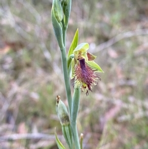 Calochilus campestris at Vincentia, NSW - suppressed