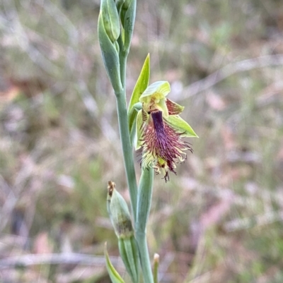 Calochilus campestris (Copper Beard Orchid) at Vincentia, NSW - 4 Oct 2023 by Tapirlord