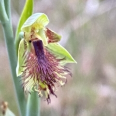 Calochilus campestris at Vincentia, NSW - suppressed