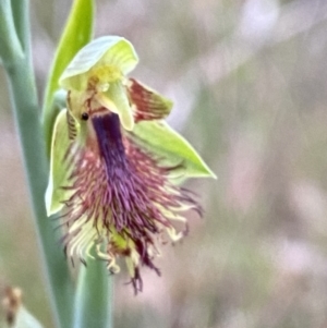 Calochilus campestris at Vincentia, NSW - suppressed