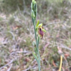 Calochilus campestris at Vincentia, NSW - suppressed