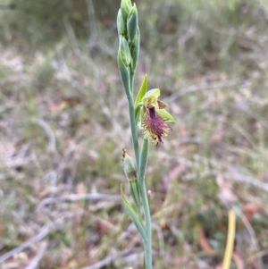 Calochilus campestris at Vincentia, NSW - suppressed