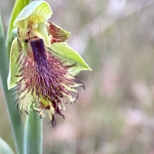 Calochilus campestris at Vincentia, NSW - suppressed