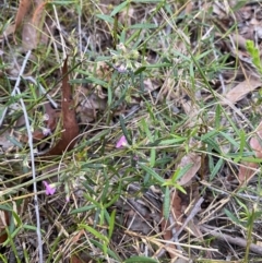 Mirbelia rubiifolia (Heathy Mirbelia) at Vincentia, NSW - 3 Oct 2023 by Tapirlord