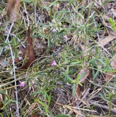 Mirbelia rubiifolia (Heathy Mirbelia) at Vincentia, NSW - 4 Oct 2023 by Tapirlord