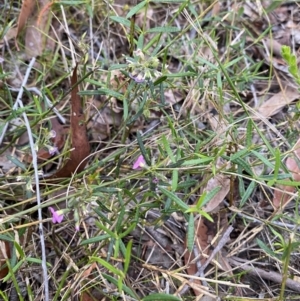 Mirbelia rubiifolia at Vincentia, NSW - 4 Oct 2023