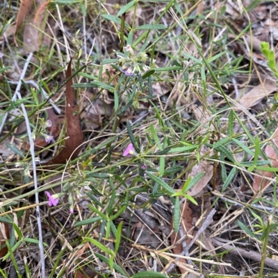 Mirbelia rubiifolia (Heathy Mirbelia) at Jervis Bay National Park - 3 Oct 2023 by Tapirlord