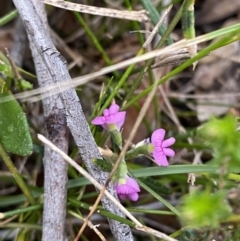 Mirbelia rubiifolia at Vincentia, NSW - 4 Oct 2023 08:36 AM