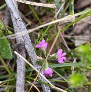 Mirbelia rubiifolia at Vincentia, NSW - 4 Oct 2023