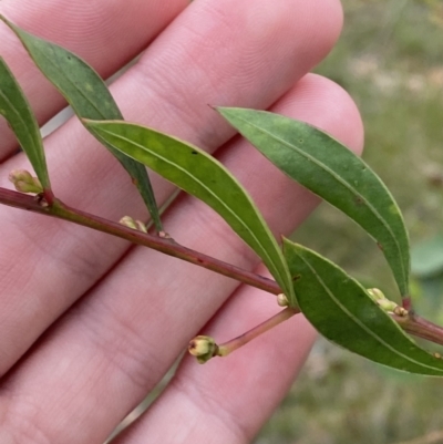 Acacia myrtifolia (Myrtle Wattle) at Vincentia, NSW - 3 Oct 2023 by Tapirlord