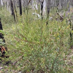 Acacia myrtifolia at Vincentia, NSW - 4 Oct 2023