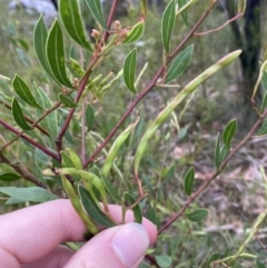 Acacia myrtifolia at Vincentia, NSW - 4 Oct 2023