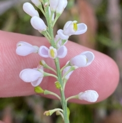 Comesperma ericinum (Heath Milkwort) at Vincentia, NSW - 4 Oct 2023 by Tapirlord