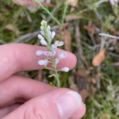 Comesperma ericinum at Vincentia, NSW - 4 Oct 2023