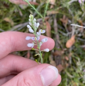 Comesperma ericinum at Vincentia, NSW - 4 Oct 2023