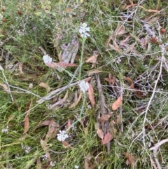 Comesperma ericinum at Vincentia, NSW - 4 Oct 2023