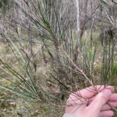 Allocasuarina littoralis (Black She-oak) at Jervis Bay National Park - 4 Oct 2023 by Tapirlord