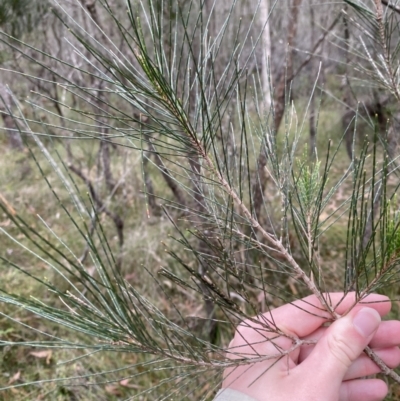 Allocasuarina littoralis (Black She-oak) at Jervis Bay National Park - 3 Oct 2023 by Tapirlord