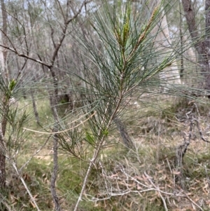 Allocasuarina littoralis at Vincentia, NSW - 4 Oct 2023