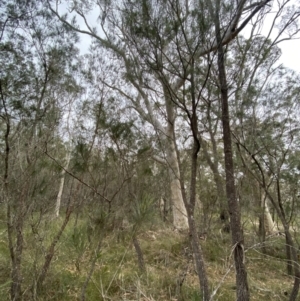 Allocasuarina littoralis at Vincentia, NSW - 4 Oct 2023 08:33 AM