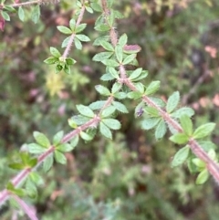 Bauera rubioides (Wiry Bauera) at Vincentia, NSW - 3 Oct 2023 by Tapirlord