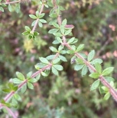 Bauera rubioides at Vincentia, NSW - 4 Oct 2023