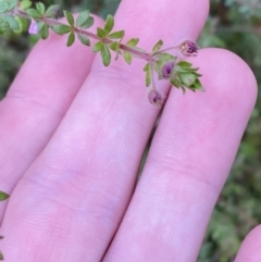 Bauera rubioides at Vincentia, NSW - 4 Oct 2023