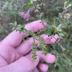 Bauera rubioides at Vincentia, NSW - 4 Oct 2023