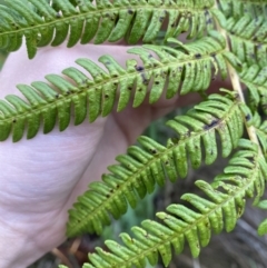 Cyathea cooperi (Straw Treefern) at Vincentia, NSW - 4 Oct 2023 by Tapirlord