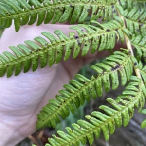 Cyathea cooperi at Vincentia, NSW - suppressed