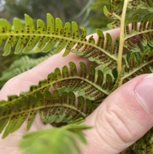 Cyathea cooperi at Vincentia, NSW - suppressed