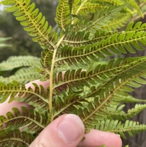 Cyathea cooperi at Vincentia, NSW - suppressed