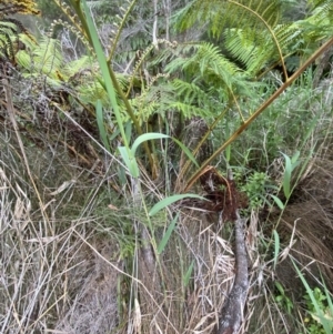 Cyathea cooperi at Vincentia, NSW - suppressed