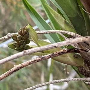 Cymbidium suave at Vincentia, NSW - suppressed