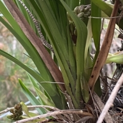 Cymbidium suave at Vincentia, NSW - suppressed