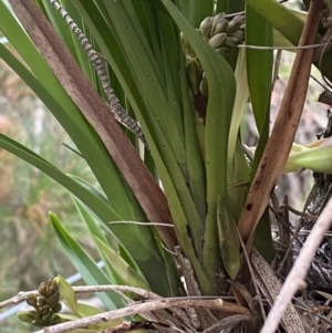 Cymbidium suave at Vincentia, NSW - 4 Oct 2023